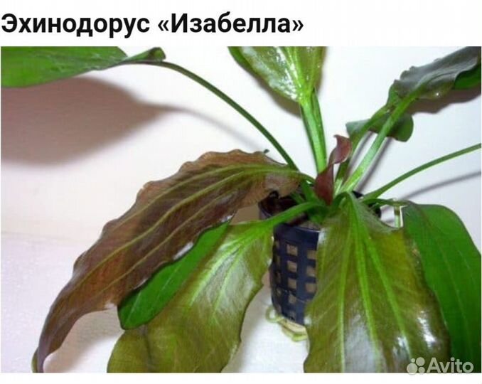 Аквариумное растение