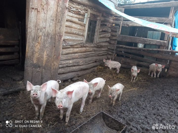 Поросята