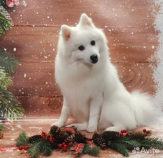 Японский шпиц