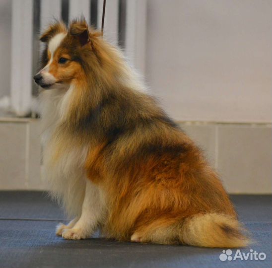 Щенки шелти