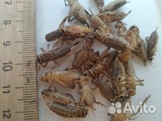 Кормовые сверчки для Рептилий