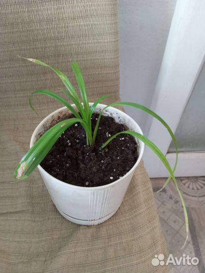 Пальма пандаус