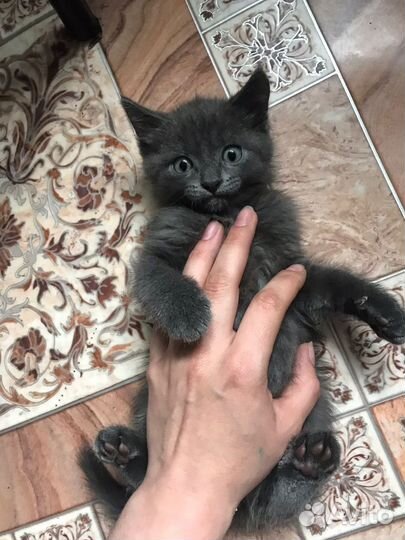 Красивые котята