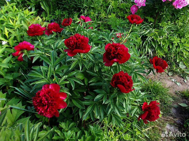 Саженцы пионов