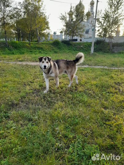 Ищем хозяина собачке