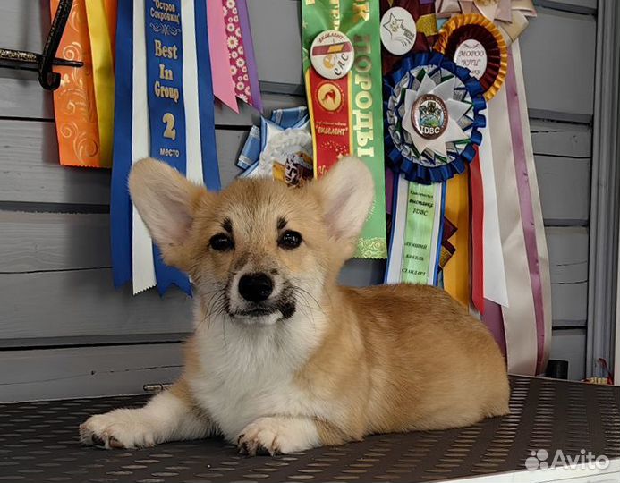 Джастин - 4 мес. Beльш Kopги Пембpок