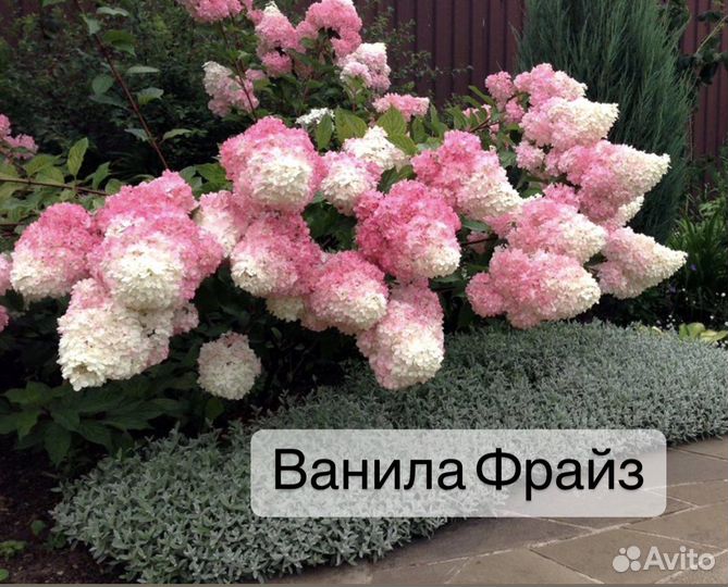 Гортензия метельчатая