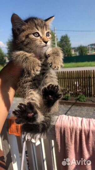 Котёнок в добрые руки