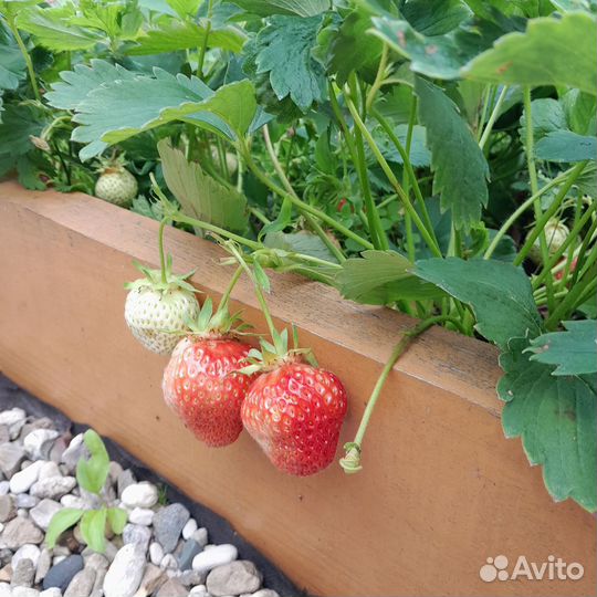 Рассада клубники азия