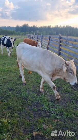 Продам мясо говядина домашняя