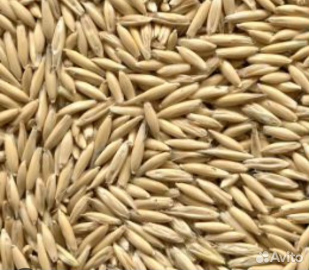 Овёс на корм скоту