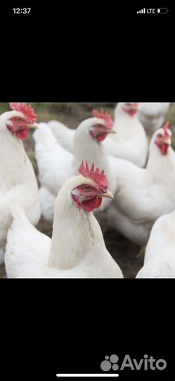 Курочки молодки несушки
