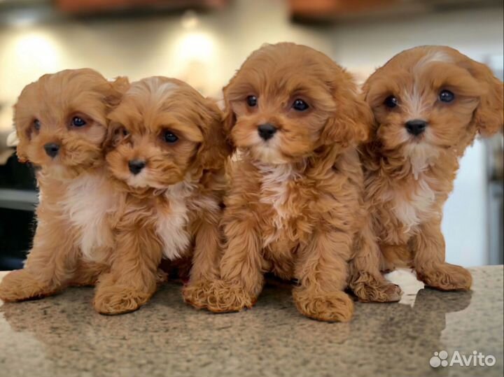 Щенки мальтипу f1