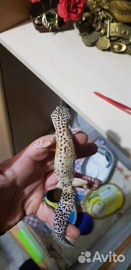 Геккон эублефар самка