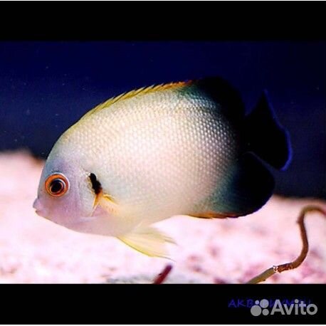 Золотая рыбка в аквариуме