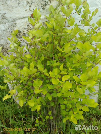 Саженцы боярышника 110-130см живая изгородь