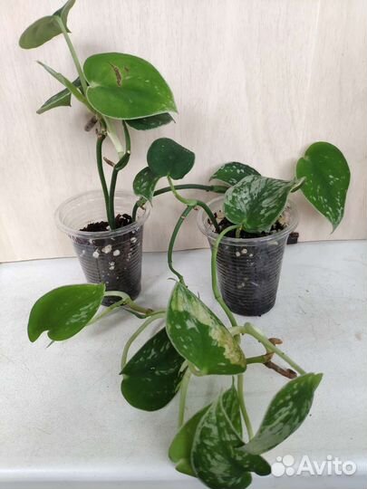 Укорененные растения 5