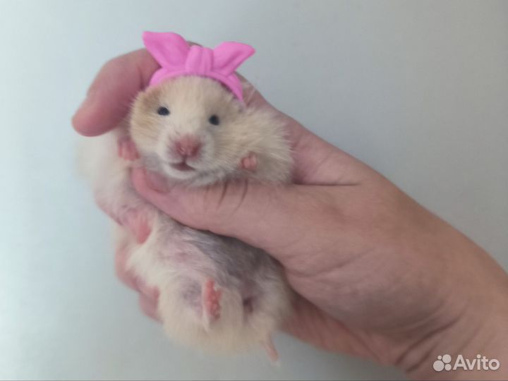 Сирийские хомячки в поисках семьи