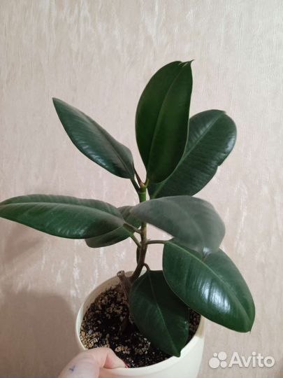 Фикус каучуконосный