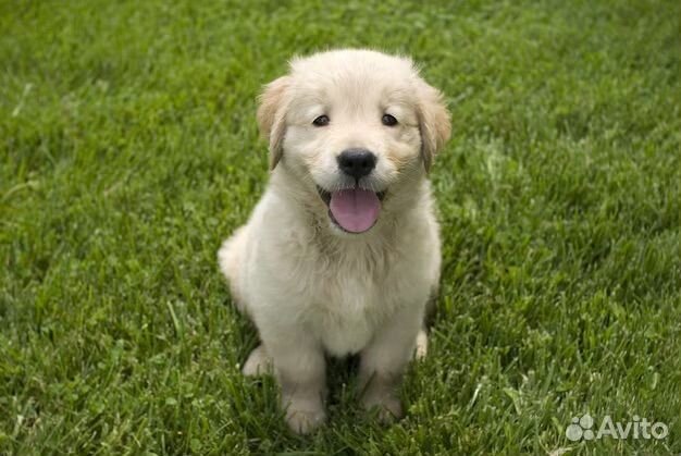 Дрессировка собак. Кинолог онлайн