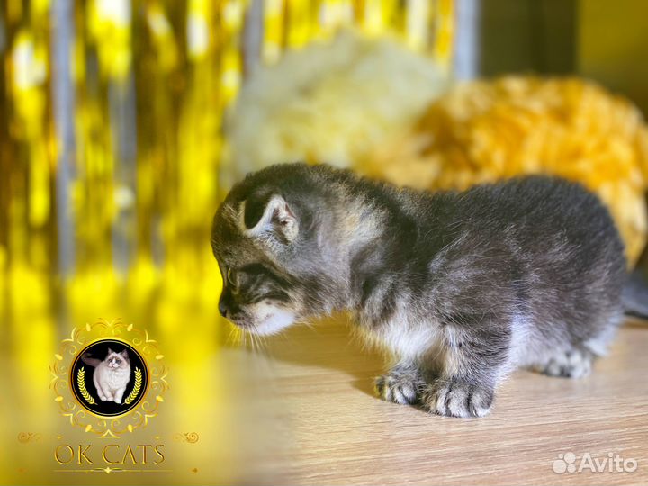 Миниатюрная малышка манчкин стандарт