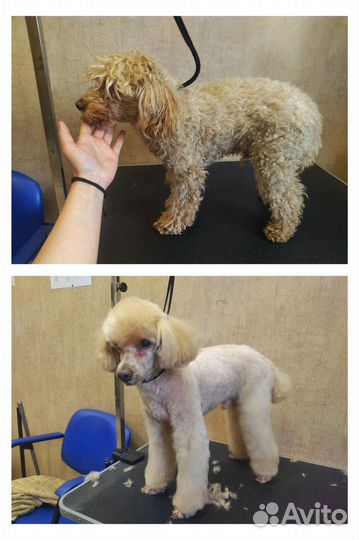 Груминг с выездом на дом