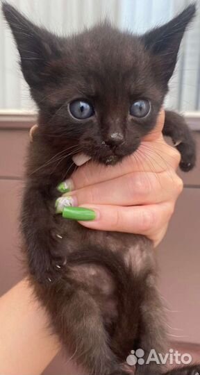 Котята хотят домой