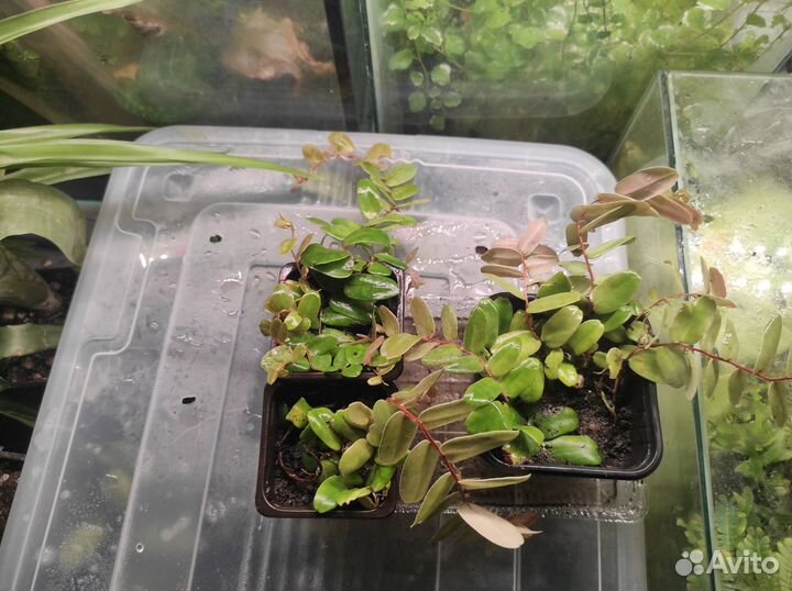 Marcgravia sintenisii