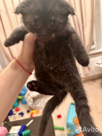 Котята в добрые руки 1 месяц