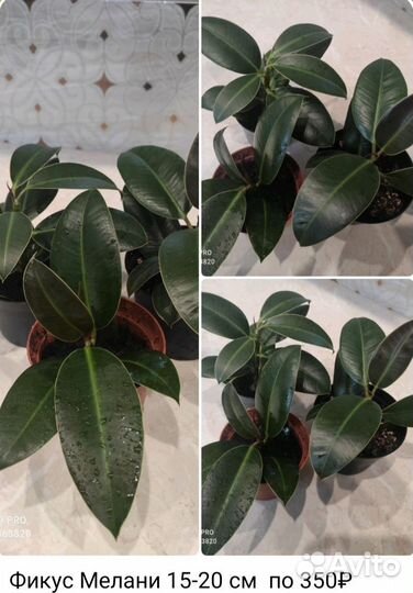 Фикус Мелани комнатные цветы