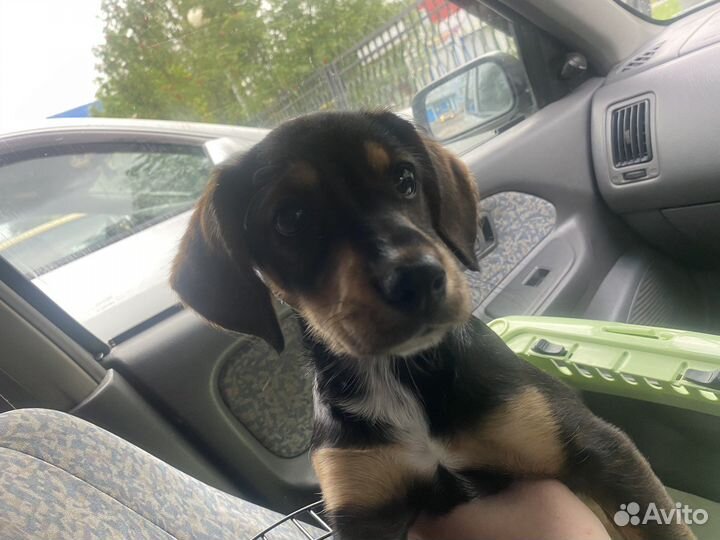 Английский кокер спаниель