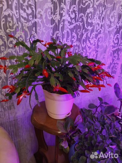 Декабрист шлюмбергера