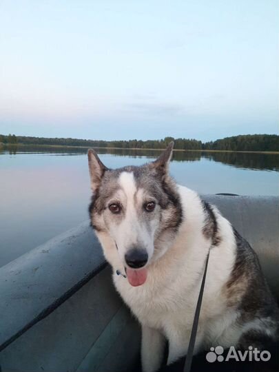 Собаки бесплатно в добрые руки