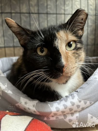 Кошка в добрые руки бесплатно