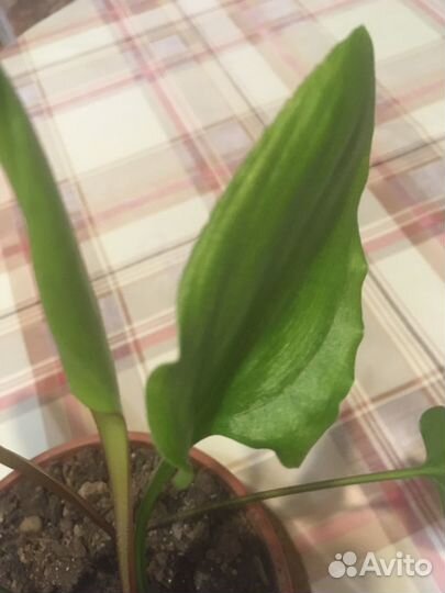 Комнатное растение в горшочке