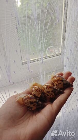 Улитки ахатины бесплатно