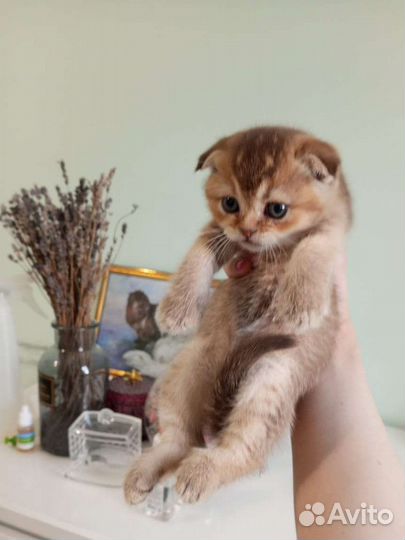 Шотландские вислоухие котята