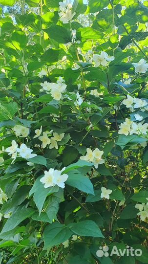 Жасмин (чубушник) саженцы