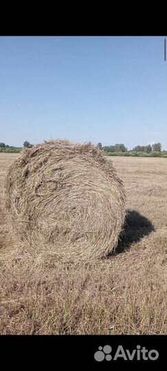 Сено, рулоны по 300 кг. свежий укос 24 г
