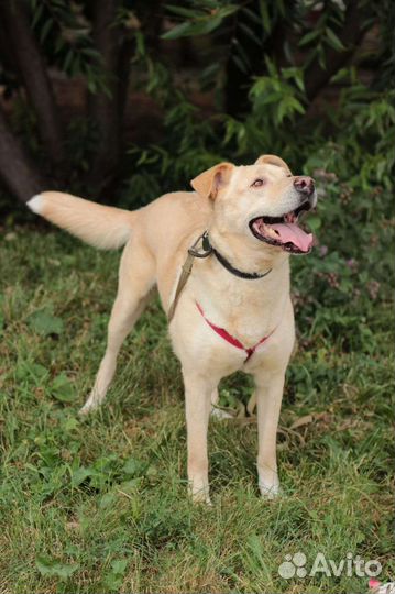 Марс в добрые руки, собачка в дар