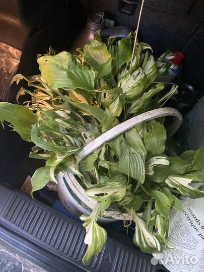 Хоста отдаю 2 Хосты за шоколадку