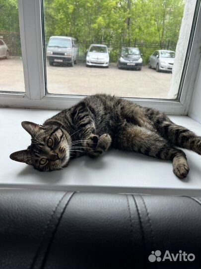 Кот