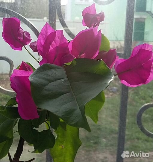 Комнатные цветы разные