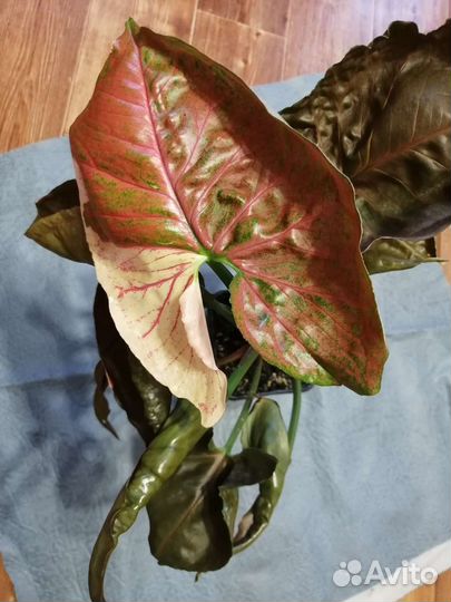 Сингониум клубничный лед