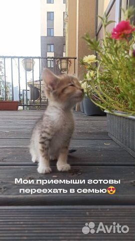 Котята в добрые руки