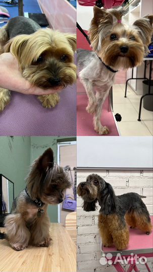 Стрижка домашних животных, груминг