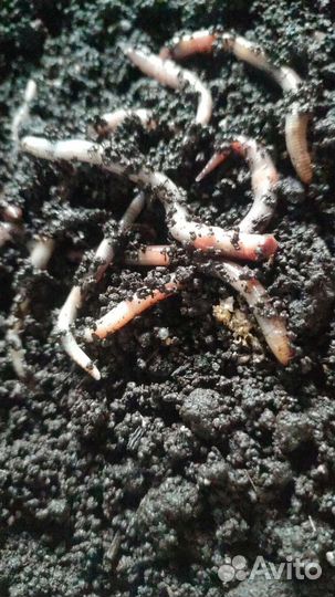 Дендрабена