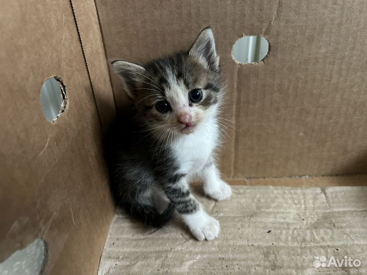 Котята в добрые руки, даром