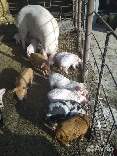 Поросята ландрас дюрок