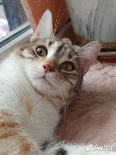 Кошка Стелла